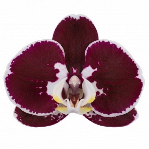 armion flower