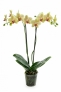 Pulsation pot