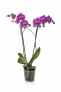 adoration pot