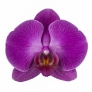 Adoration flower