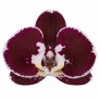 armion flower